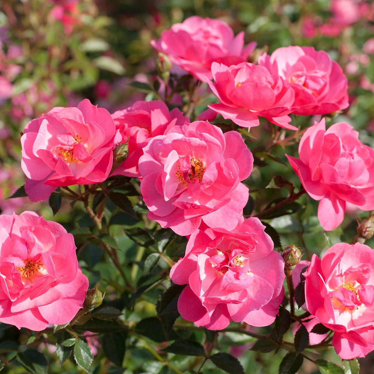 Promesse de Fleurs - Rosier paysager Street Colors Jolie Provence Meilegase Pot de 4L/5L