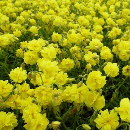 Helianthemum Sulphureum Plenum Godet de 8/9 cm