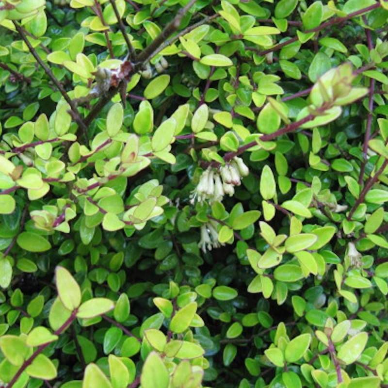 Chèvrefeuille arbustif Panmin, Lonicera à feuilles de buis - Pot de 7,5L - 40/60 cm - Image 1