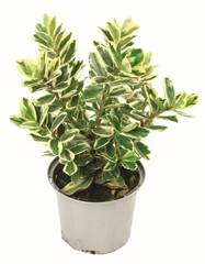 Fleuron D'Anjou - Plant de VERONIQUE PANACHEE  Pot 10,5 cm