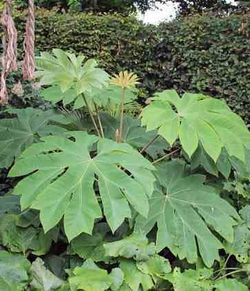 Sans Marque - Tetrapanax papyrifer (Arbre à papier de riz) Couleur floraison:Blanc - Taille:Pot de 5 litres ? 40/60 cm - Imagen 2