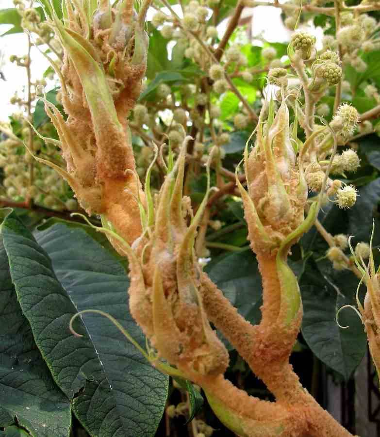 Sans Marque - Tetrapanax papyrifer (Arbre à papier de riz) Couleur floraison:Blanc - Taille:Pot de 5 litres ? 40/60 cm - Imagen 1