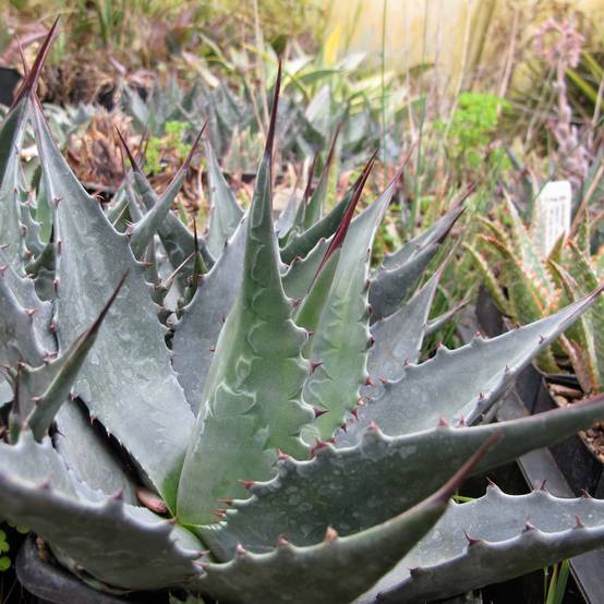 Promesse de Fleurs - Agave montana Pot de 7,5L/10L