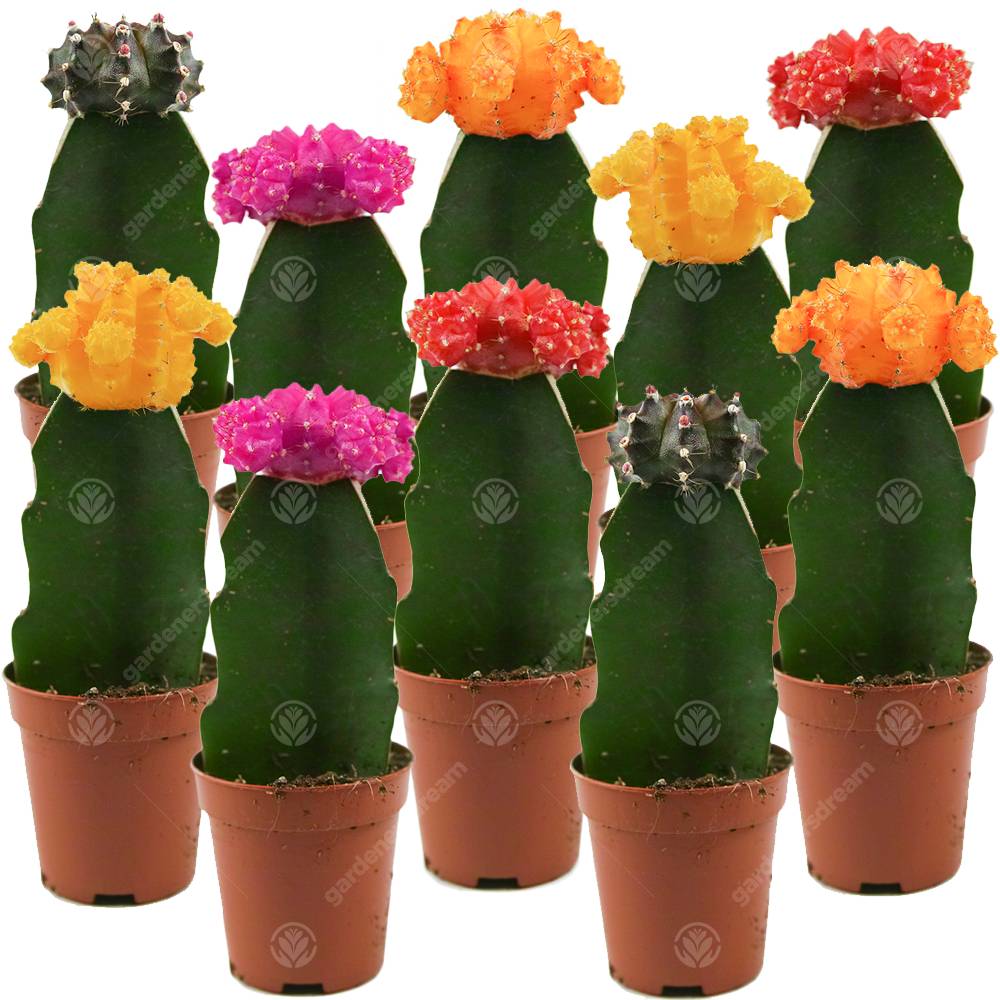 Gardenersdream - Assortiment Cactus Disco Plante D'Intérieur Pour Maison / Bureau Parfaite Pour Cadeau D'Invité De Mariage (Lot De 10) - GardenersDream - Imagen 1