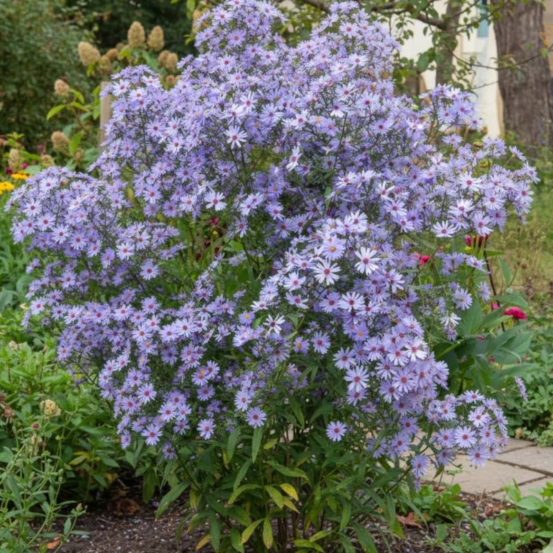 Aster d'automne Little Carlow à fleurs Bleue/ - feuillage Caduc - Godet - 5/20 cm