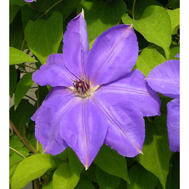 Clématite Laura à fleurs Bleue - feuillage Caduc - Pot de 3L - Echelle bambou 60/120 cm-  hauteur à maturité De 2,00 m à 2,50 m - Imagen 5