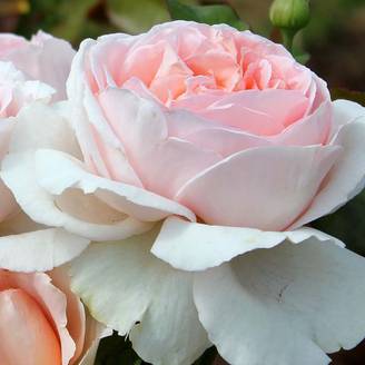 Rosier à grandes fleurs André Le Nôtre Pot de 4L/5L