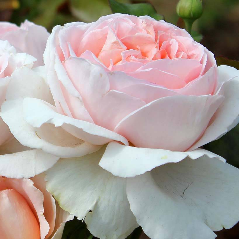 Rosier à grandes fleurs André Le Nôtre Pot de 4L/5L