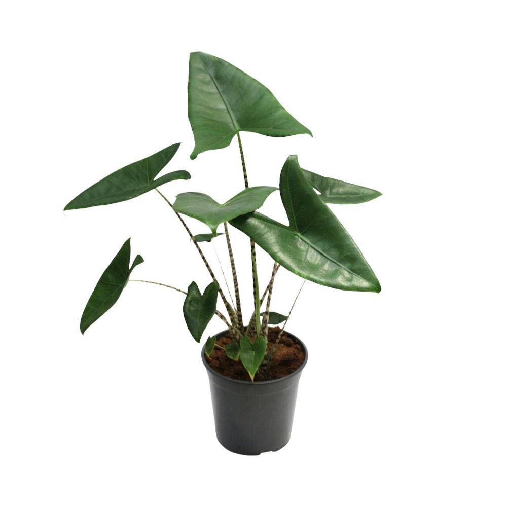 Alocasia Zebrina 80cm - Plante d'intérieur- La Green Touch - Image 1