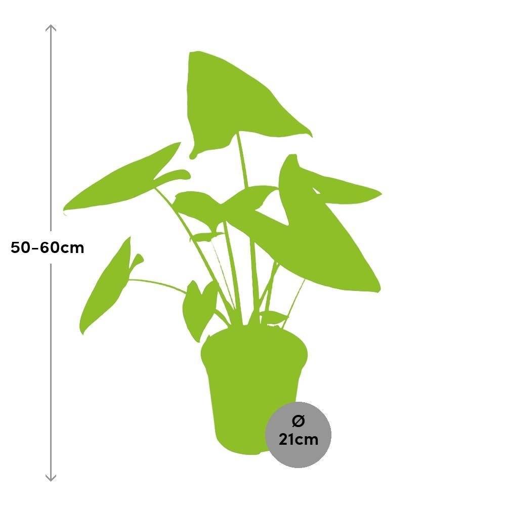 Alocasia Zebrina 80cm - Plante d'intérieur- La Green Touch - Image 2