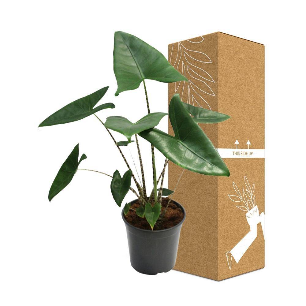 Alocasia Zebrina 80cm - Plante d'intérieur- La Green Touch - Image 3