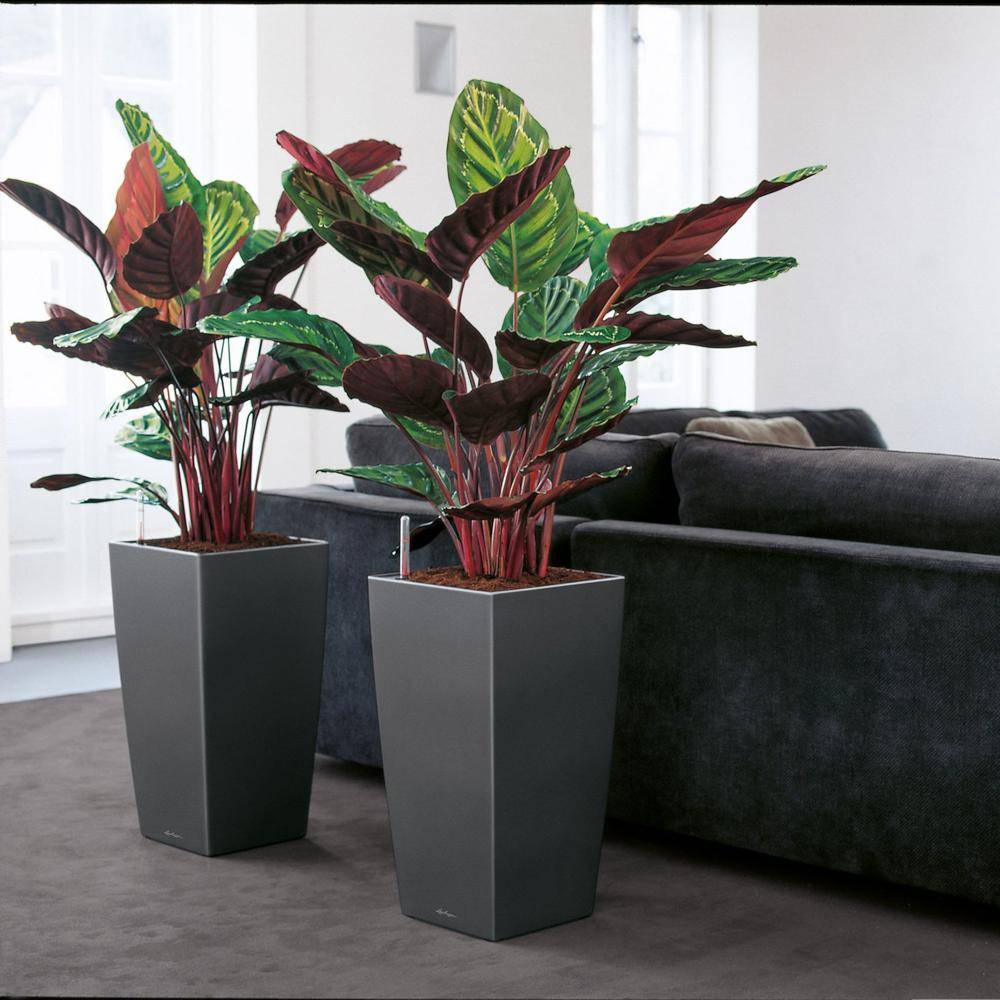 Lechuza - Cubico Premium 40 - kit complet, anthracite métallisé 75 cm Lechuza - Imagen 6