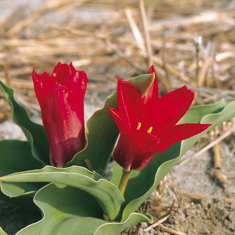 Promesse de Fleurs - Tulipe botanique kaufmanniana Pink Dwarf Bulbe calibre 11+ (par 10)