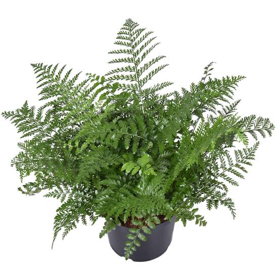 Asplenium Parvati 55cm - Plante d'intérieur- La Green Touch - Image 1
