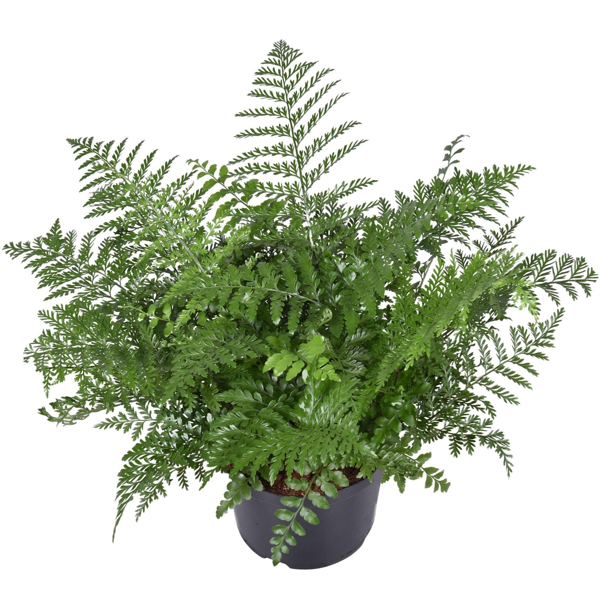 Asplenium Parvati 55cm - Plante d'intérieur- La Green Touch - Image 1