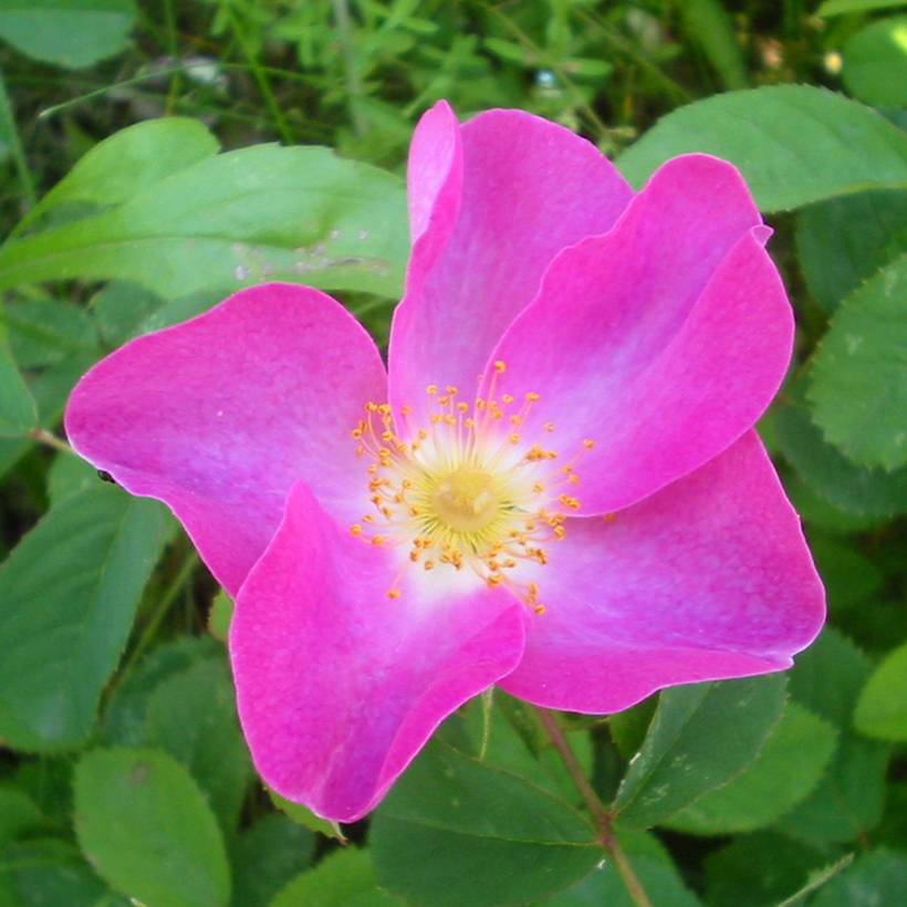 Rosier ancien gallica - Rosa gallica Pot de 4L/5L