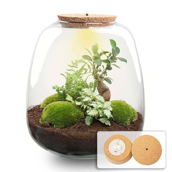 Planten Terrarium - H25cm