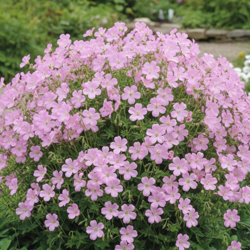 Géranium vivace Wargrave Pink à fleurs Rose/ - feuillage Persistant - Godet - 5/20 cm - Imagen 1