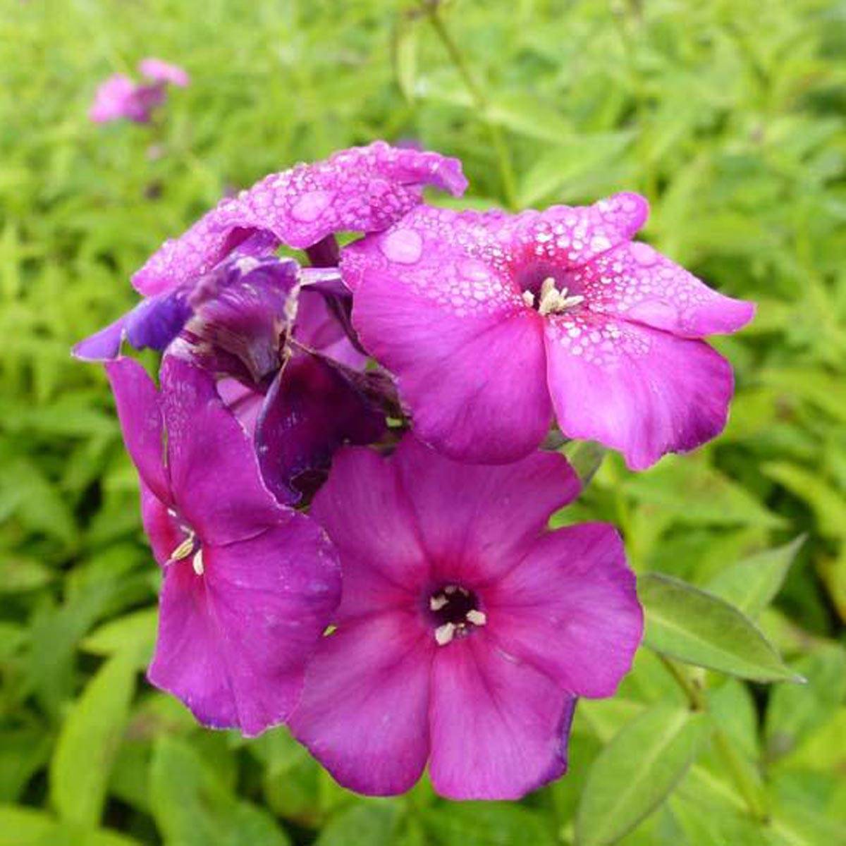 Phlox paniculata The King - Phlox paniculé violet bleuté soutenu Godet de 8/9 cm