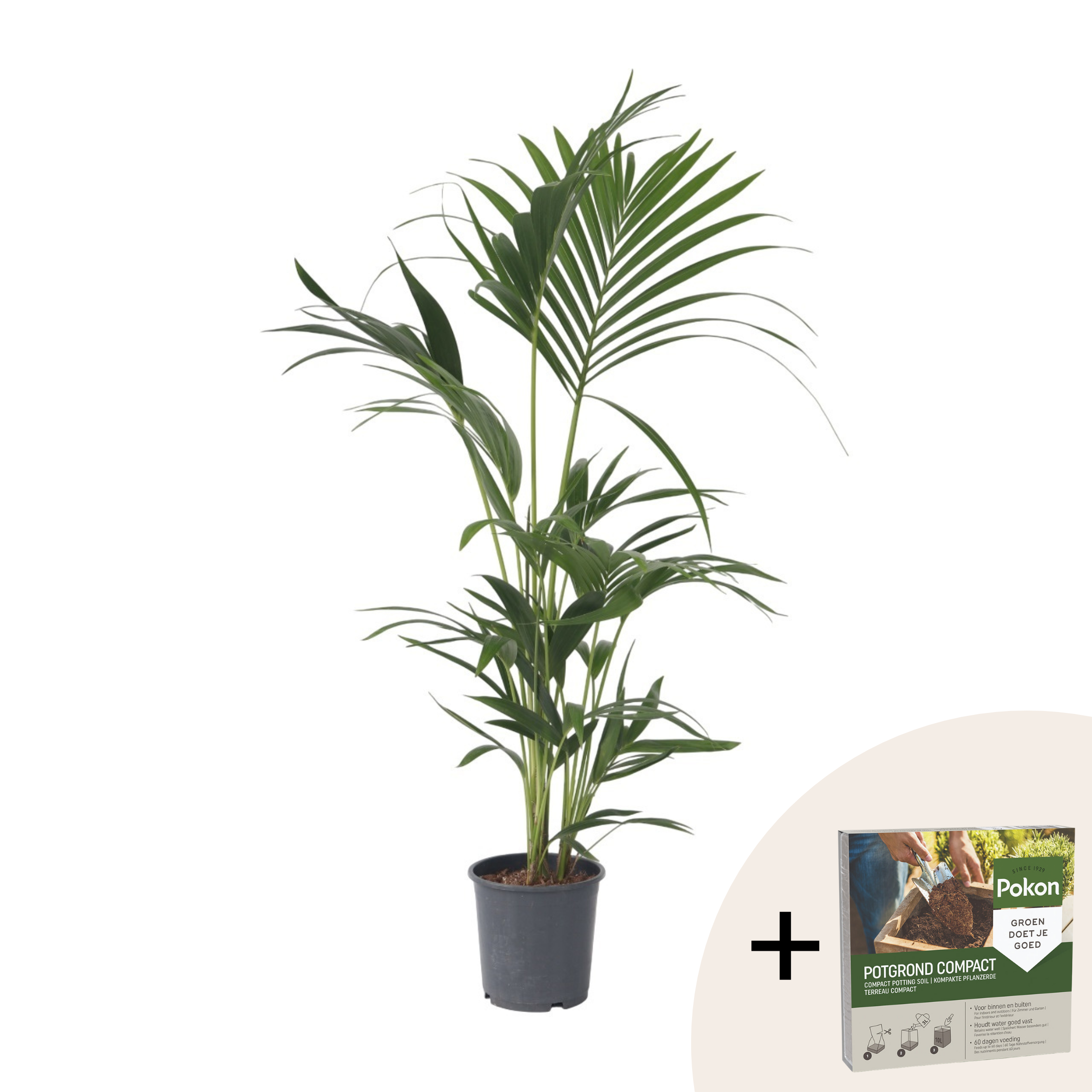 Sitemapcdatahttpsintkedriinfoprix Palmier Jardiland