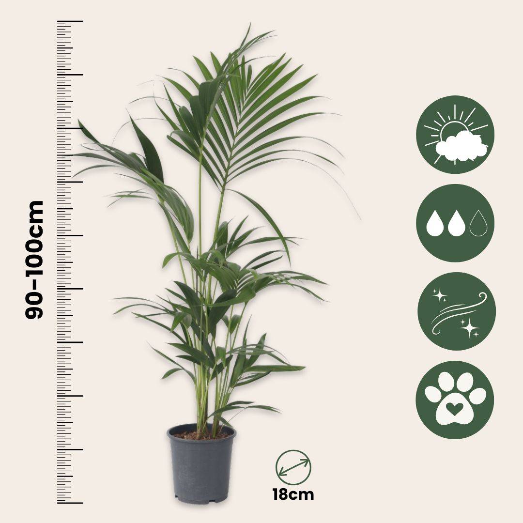 Plant In A Box - Palmier Kentia - Howea forsteriana - Hauteur 90-100cm - ⌀18cm - Image 6