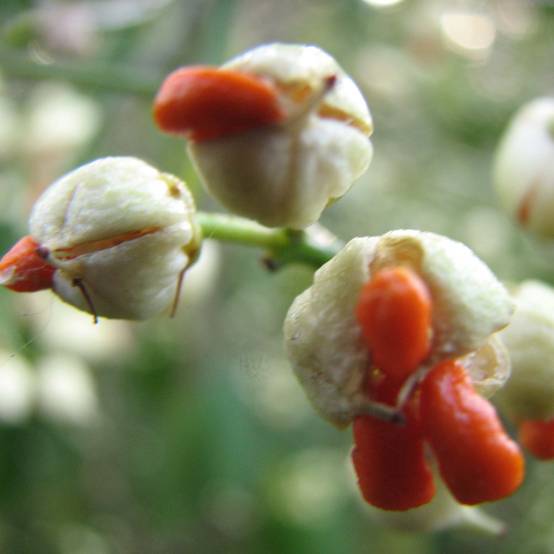 Euonymus fortunei Dart's Blanket - Fusain rampant Godet de 8/9 cm - Image 1