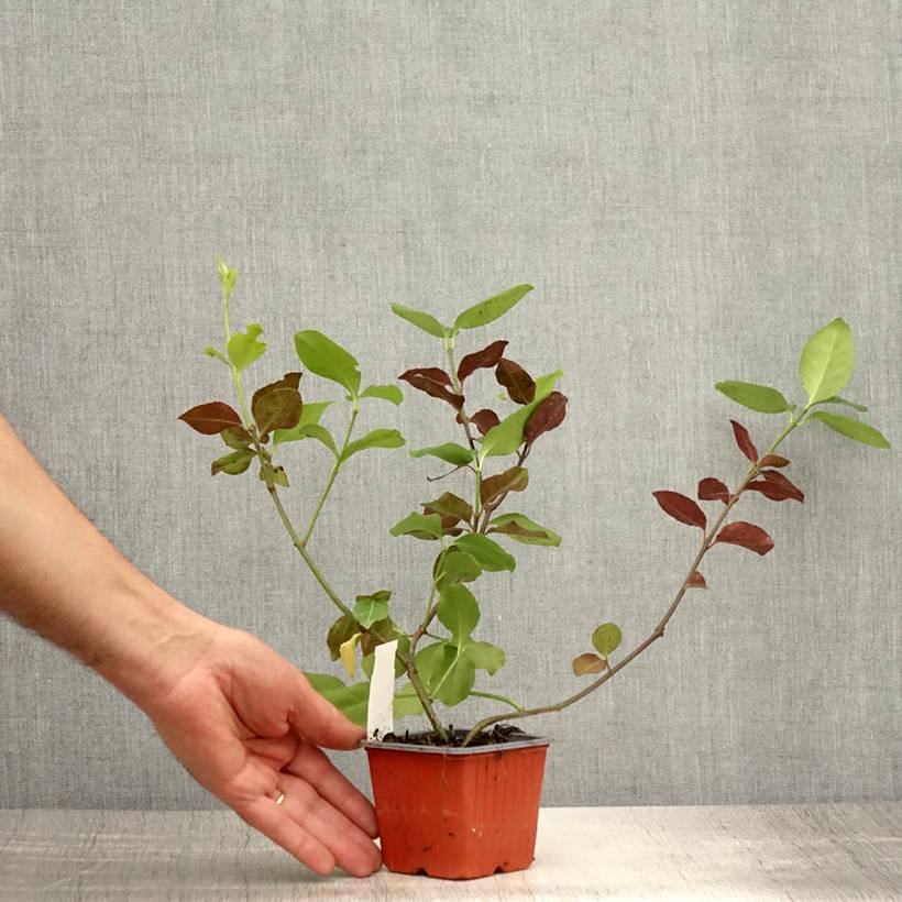 Euonymus fortunei Dart's Blanket - Fusain rampant Godet de 8/9 cm - Image 2