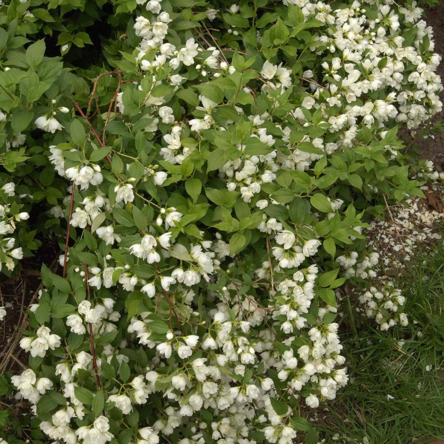 Promesse de Fleurs - Seringat de Lemoine - Philadelphus Manteau d'Hermine Godet de 8/9 cm