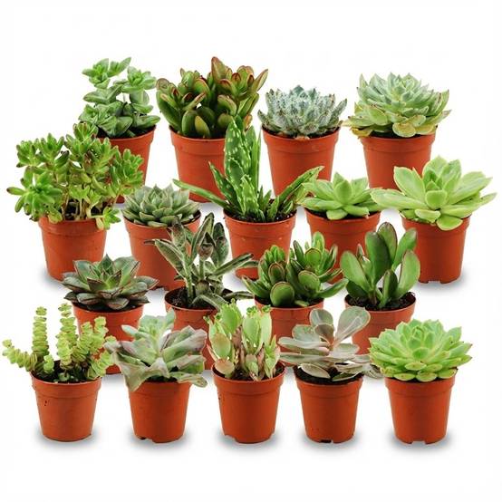 Lot de 18 Succulentes Mix - Pot de 5cm - Hauteur 5-10cm - Plantes d'intérieur - Image 1