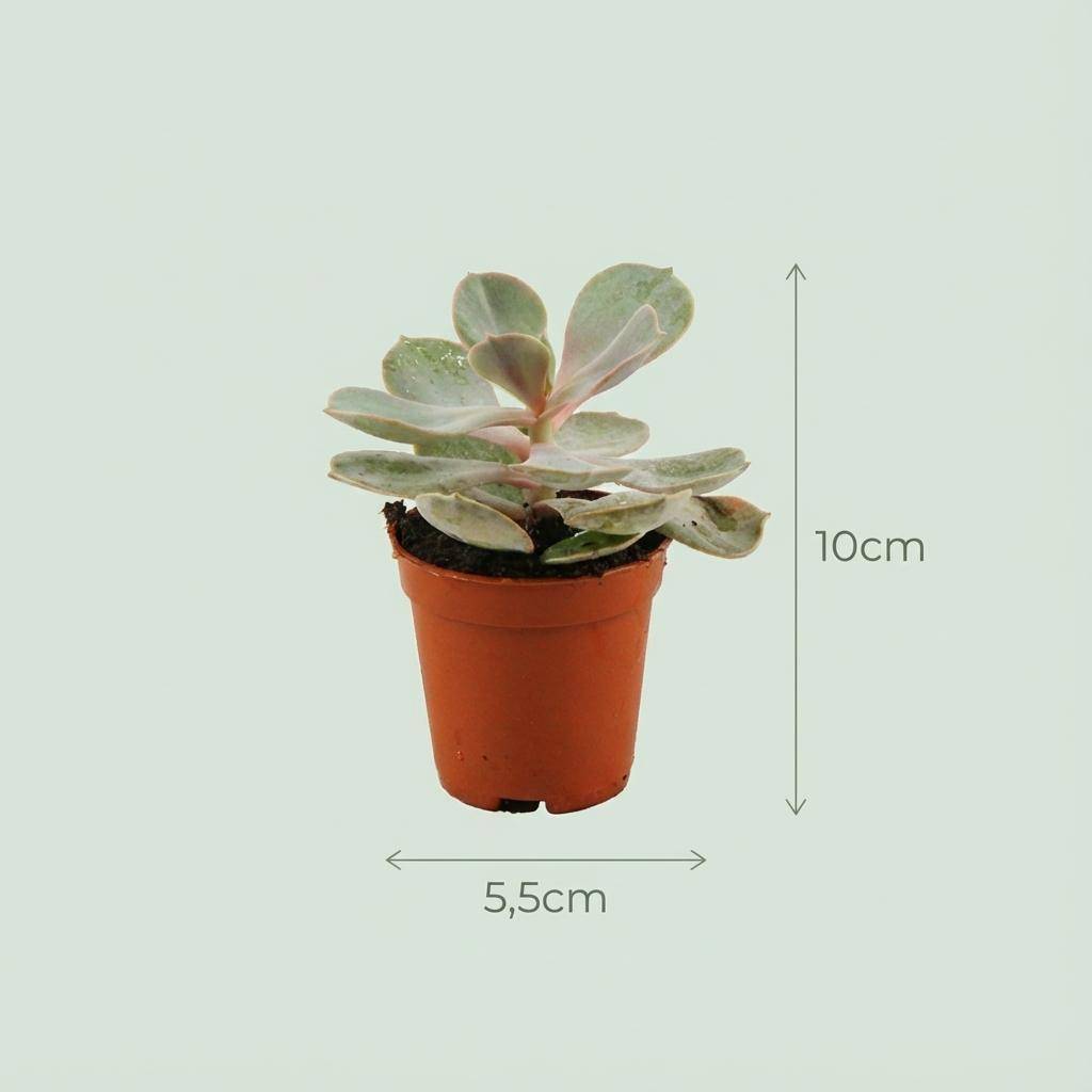Lot de 18 Succulentes Mix - Pot de 5cm - Hauteur 5-10cm - Plantes d'intérieur - Image 4