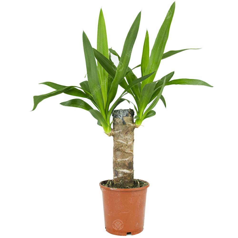Gardenersdream - Yucca Pied D’Éléphant Yucca Géant Plante D’Intérieur Décorative Pot 12 Cm - GardenersDream - Imagen 1
