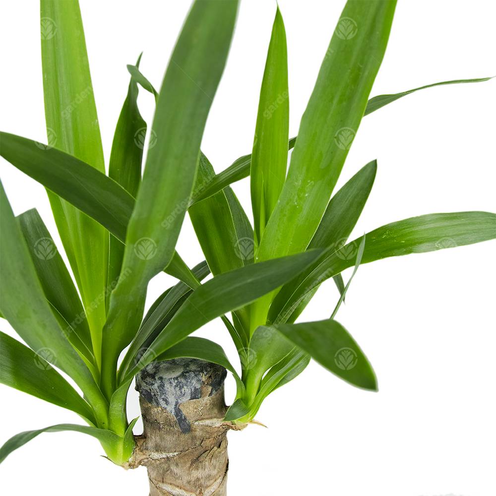 Gardenersdream - Yucca Pied D’Éléphant Yucca Géant Plante D’Intérieur Décorative Pot 12 Cm - GardenersDream - Imagen 2