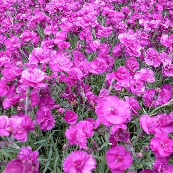 Dianthus plumarius Warden Hybrid -Oeillet mignardise Godet de 8/9 cm