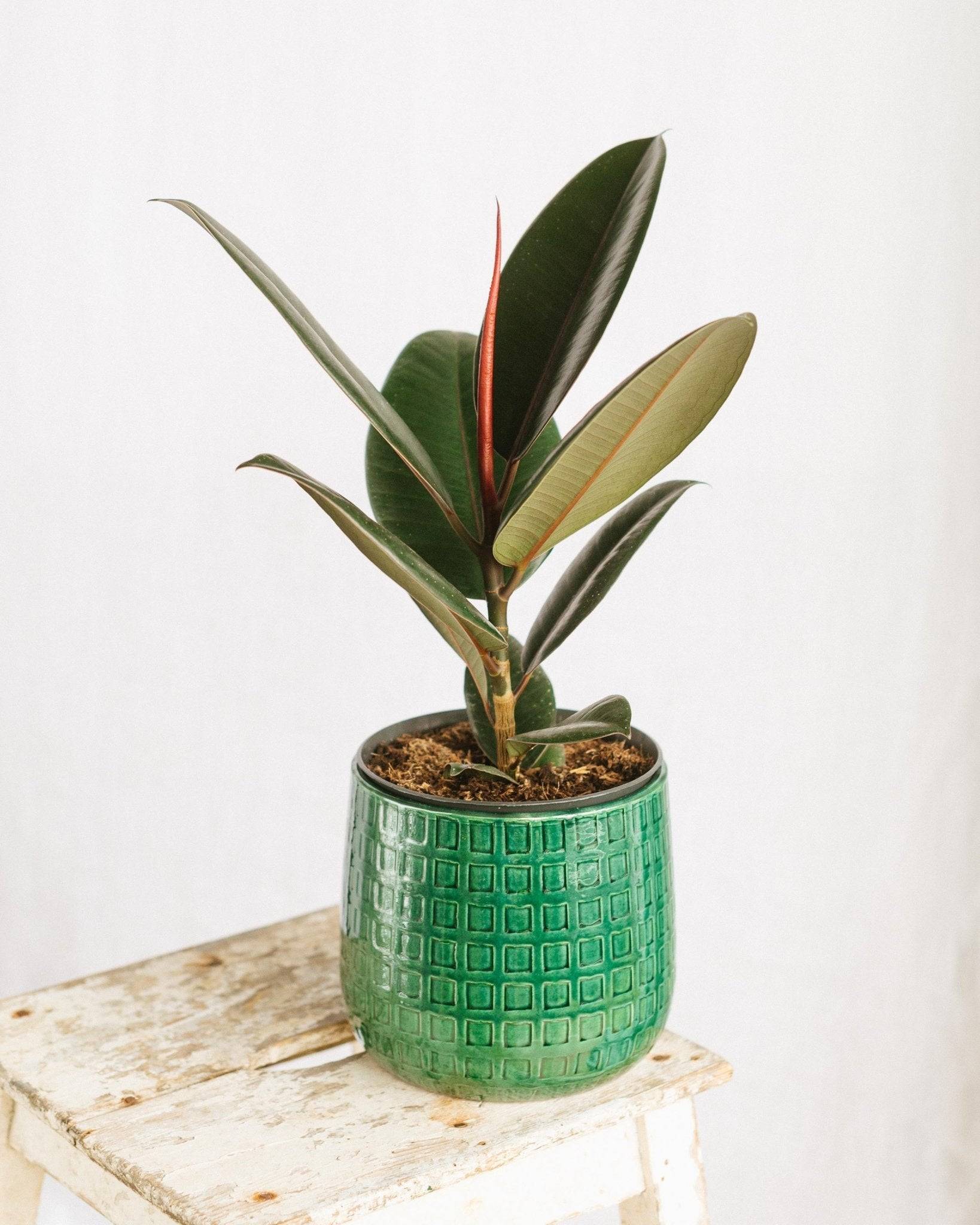 Ficus Elastica robusta 35cm - Plante d'intérieur- La Green Touch - Image 2