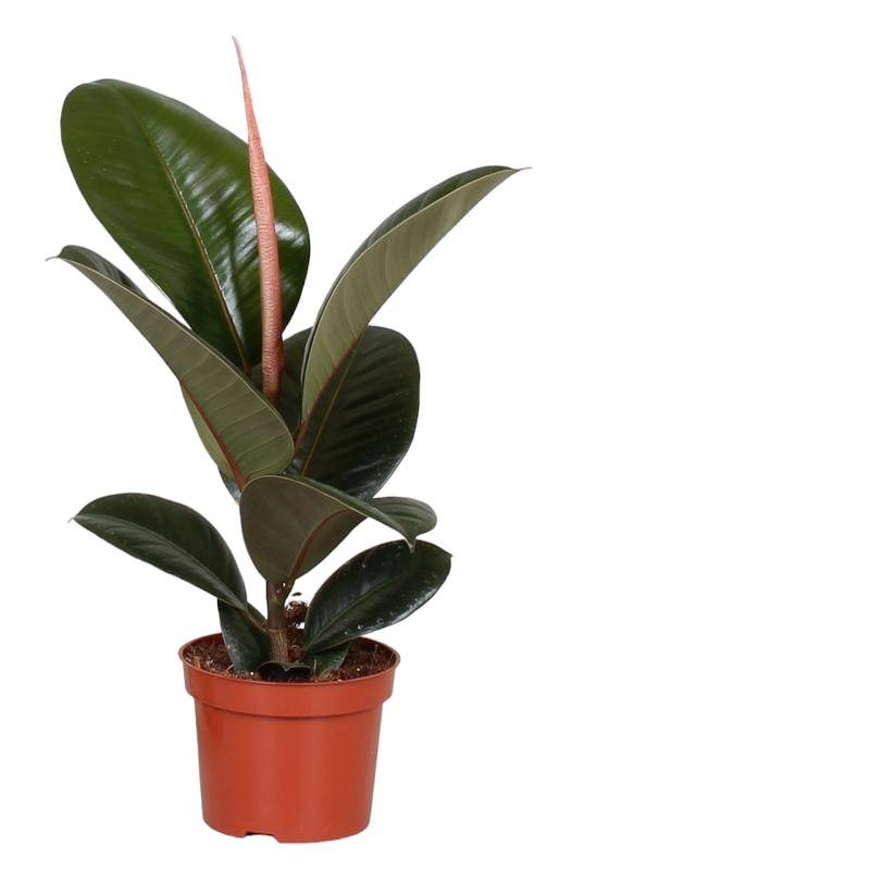 Ficus Elastica robusta 35cm - Plante d'intérieur- La Green Touch - Image 1