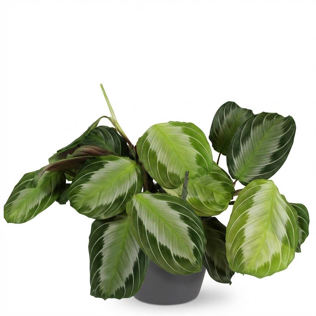 Maranta Fascinator Silverband - H35cm - Image 3