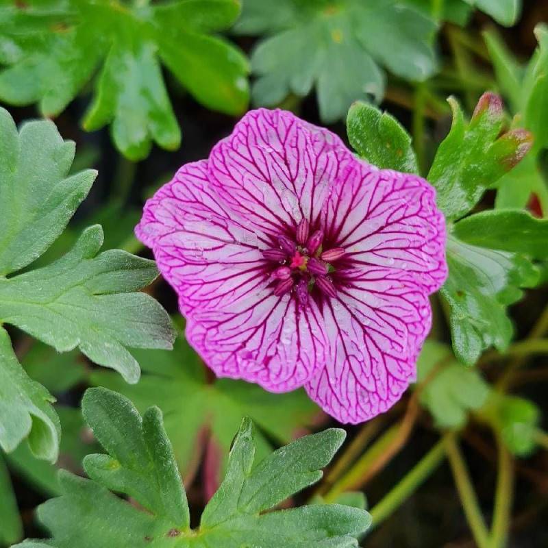 Géranium vivace Laurence Flatman à fleurs Rose/ - feuillage Persistant - Godet - 5/20 cm
