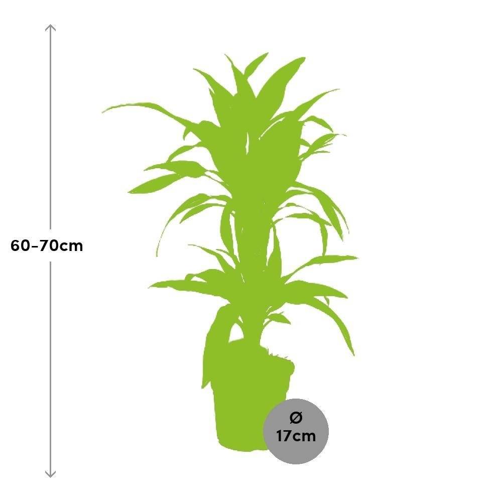 La Green Touch - Dracaena Lemon Vert Clair - D17 H65cm - Imagen 2