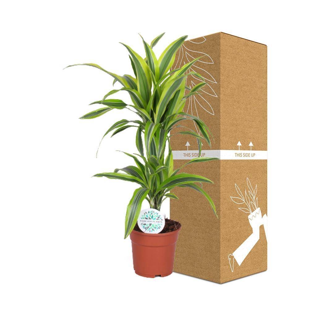 La Green Touch - Dracaena Lemon Vert Clair - D17 H65cm - Imagen 3