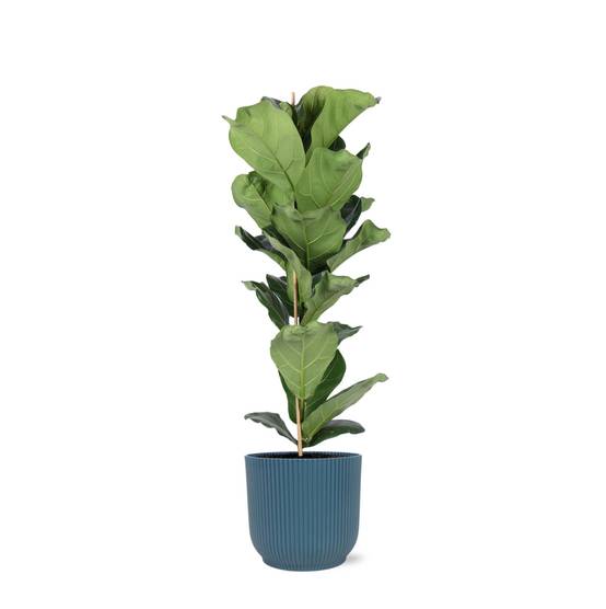 Ficus Lyrata et son pot- La Green Touch Relief Bleu - Hauteur 90cm