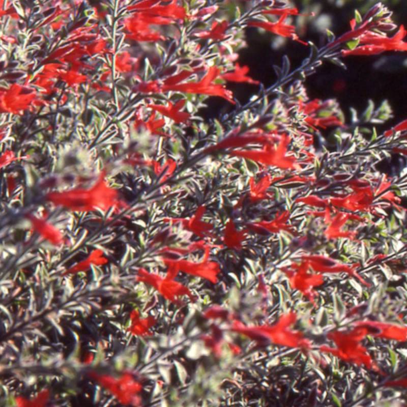 Fuchsia de Californie Western Hills à fleurs Rouge/ - feuillage Caduc - Godet - 5/20 cm - Image 5