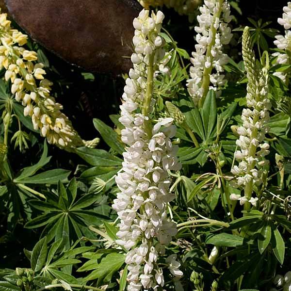 Lupin Gallery White Godet de 8/9 cm