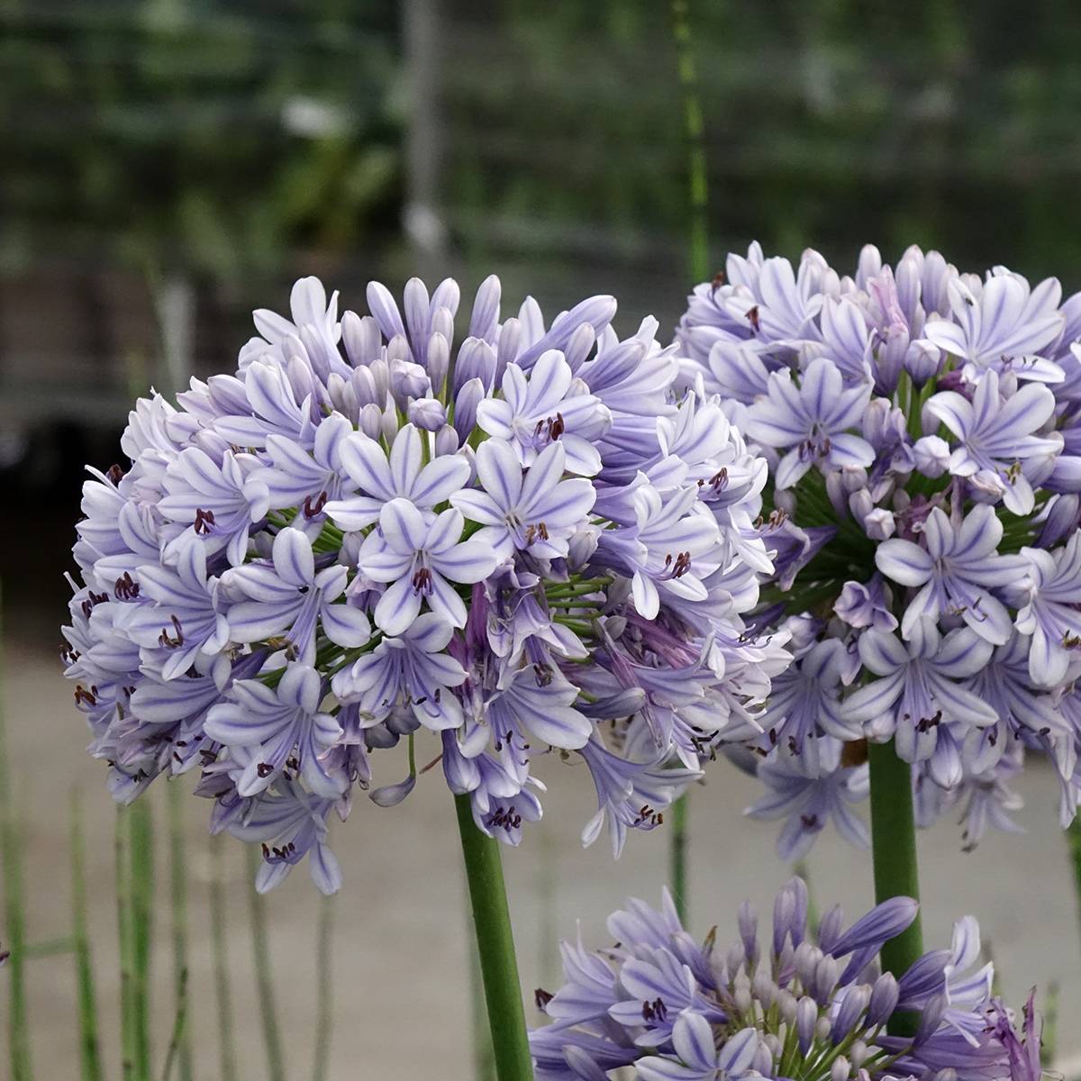 Agapanthe Full Moon Pot de 2L/3L