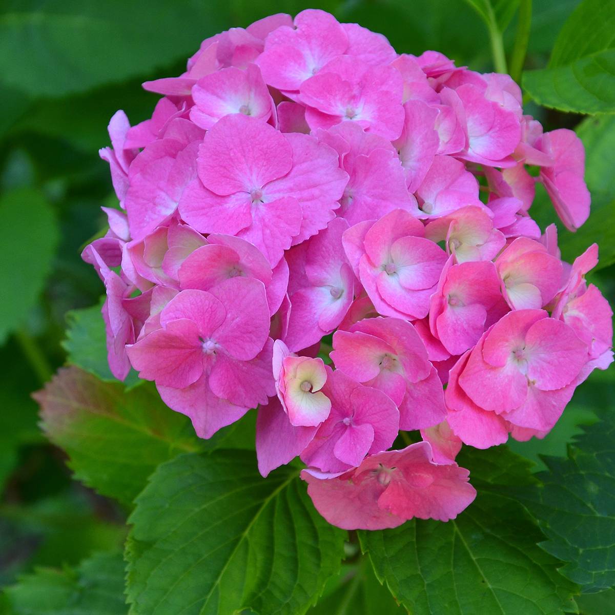 Promesse de Fleurs - Hortensia - Hydrangea macrophylla Berlin (rose) Pot de 4L/5L