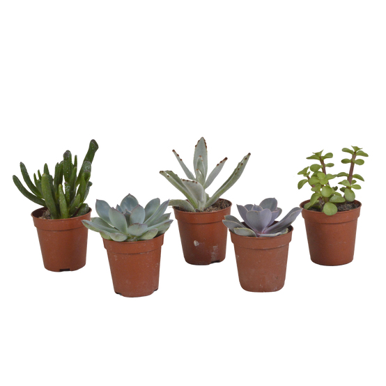Mélange de succulentes 5,5 cm - 5x - sans pot - ↕13cm - Plantes d'intérieur - Image 1