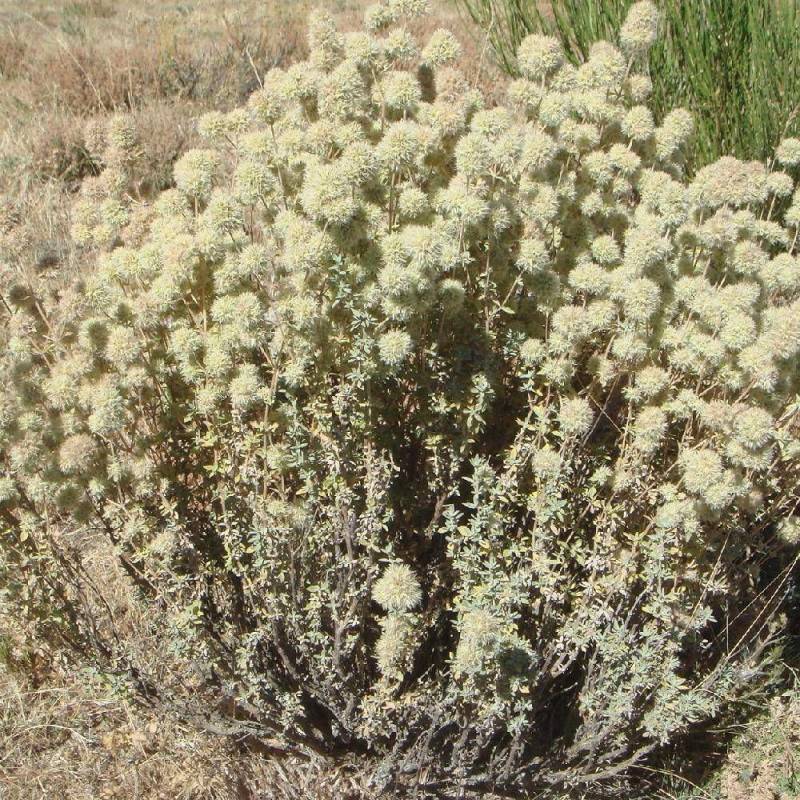 Thym résineux mastichina à fleurs Blanche - feuillage Persistant - Godet - 5/20 cm-  hauteur à maturité De 0,15 m à 0,50 m - Imagen 1