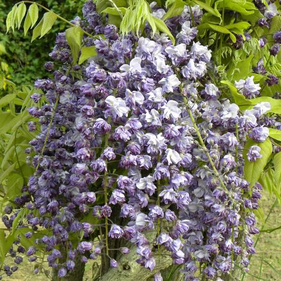 Glycine du Japon Violacea Plena à fleurs Violette - feuillage Caduc - Godet - 5/10 cm- hauteur à maturité De 5,00 m à 10,00 m - Image 1