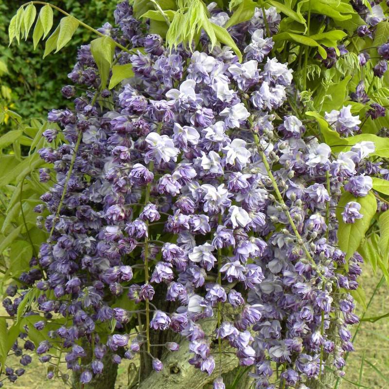 Glycine du Japon Violacea Plena à fleurs Violette - feuillage Caduc - Godet - 5/10 cm-  hauteur à maturité De 5,00 m à 10,00 m - Image 1
