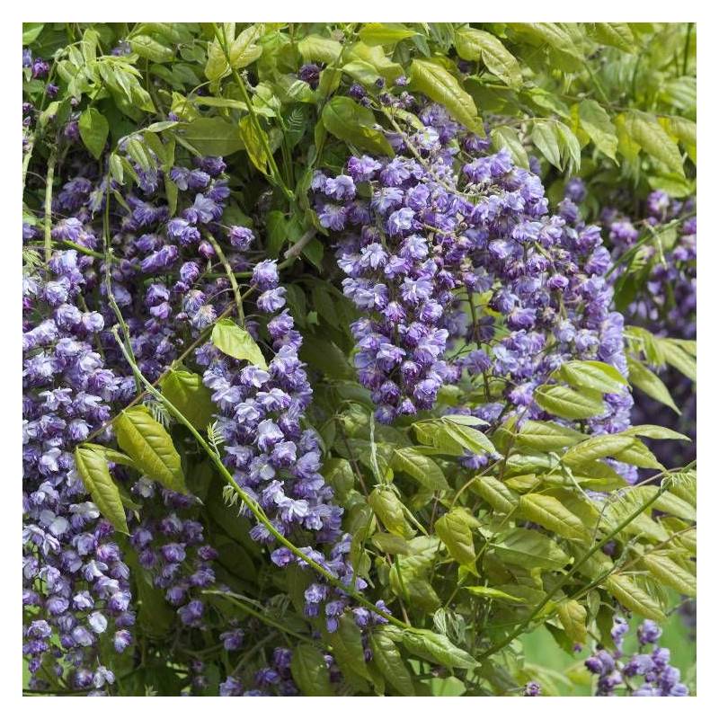 Glycine du Japon Violacea Plena à fleurs Violette - feuillage Caduc - Godet - 5/10 cm-  hauteur à maturité De 5,00 m à 10,00 m - Image 6