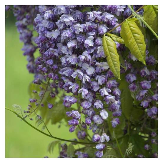 Glycine du Japon Violacea Plena à fleurs Violette - feuillage Caduc - Godet - 5/10 cm- hauteur à maturité De 5,00 m à 10,00 m - Image 5